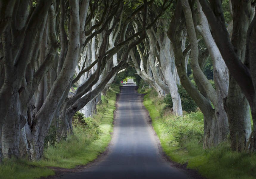 game of thrones road pic by arthur ward game of thrones trees